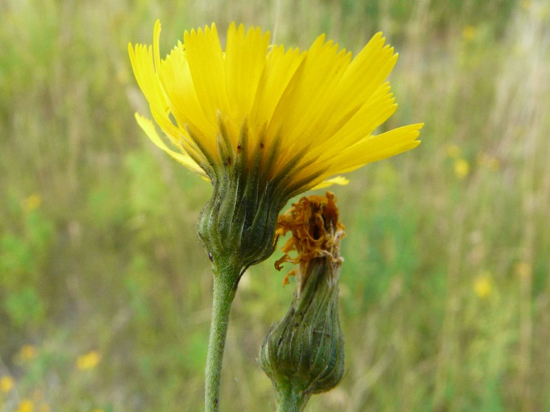 Hieracium laevigatum 2