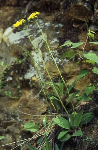 Hieracium murorum 1