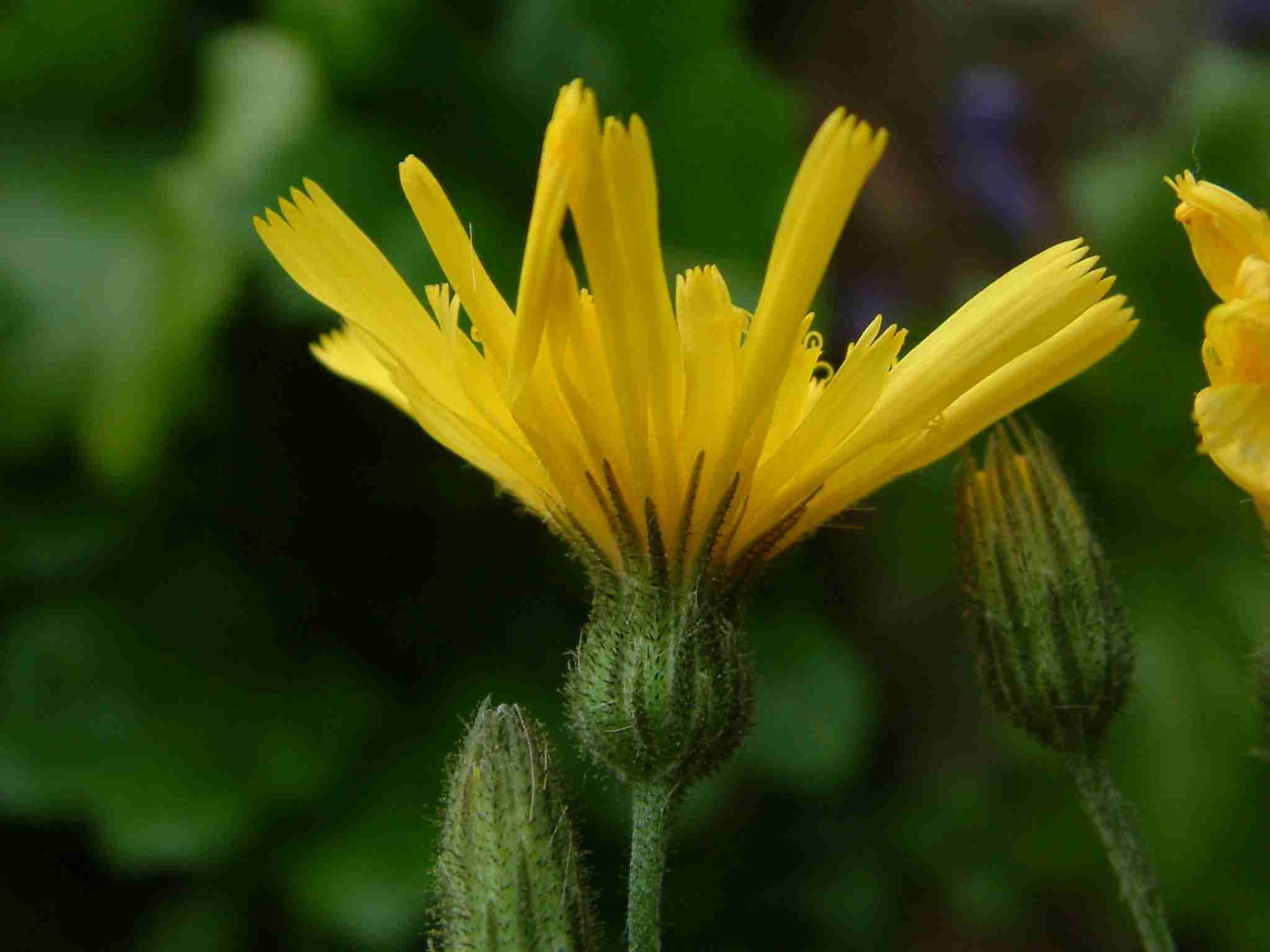 Hieracium murorum 2