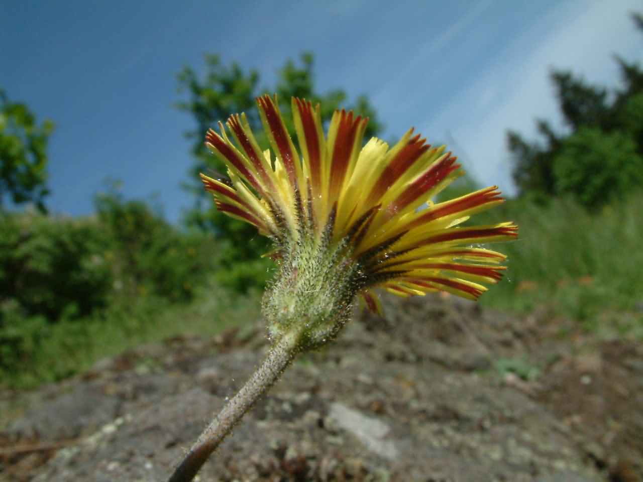 Hieracium pilosella 2