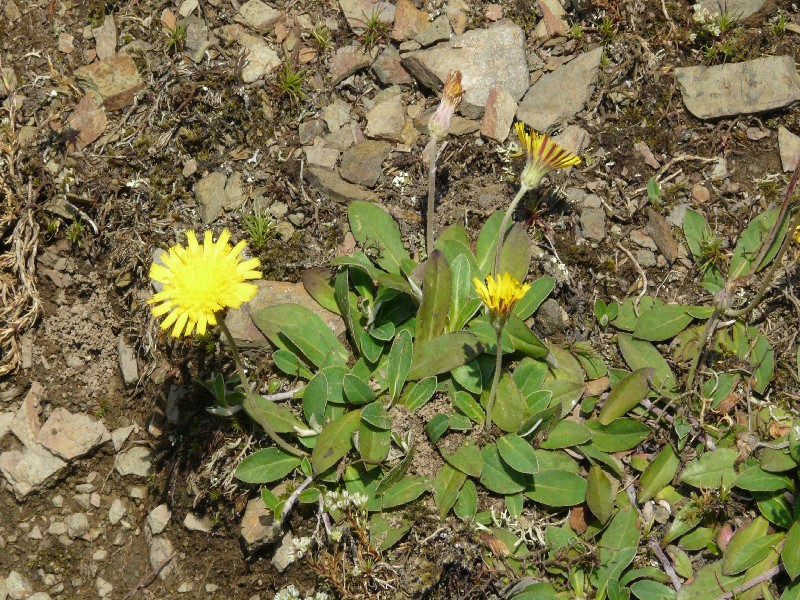 Hieracium pilosella 1