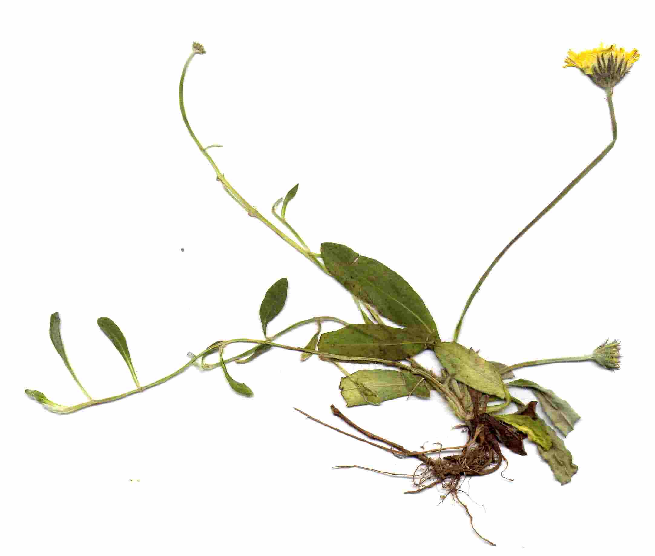 Hieracium pilosella 3