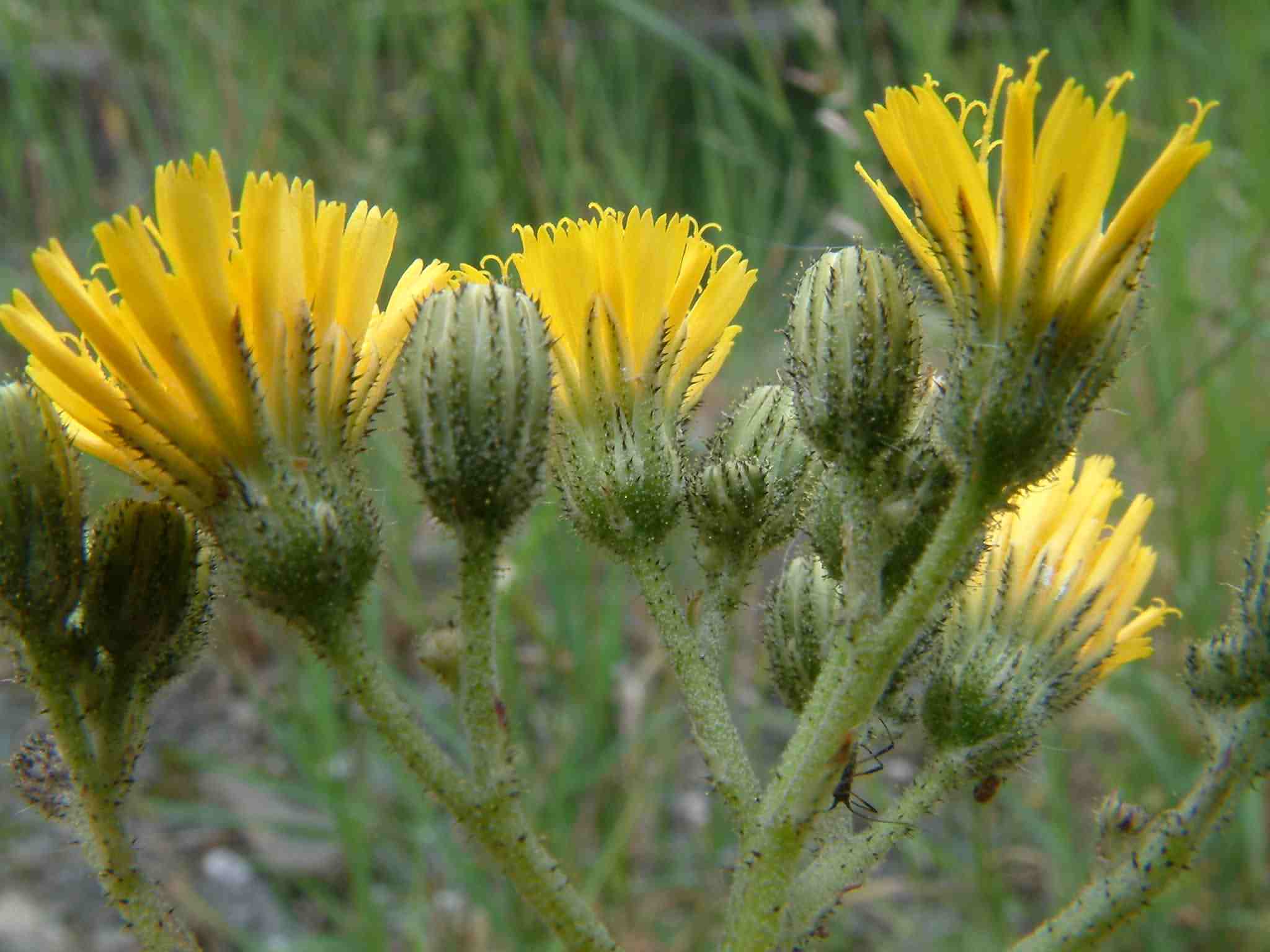 Hieracium piloselloides 1