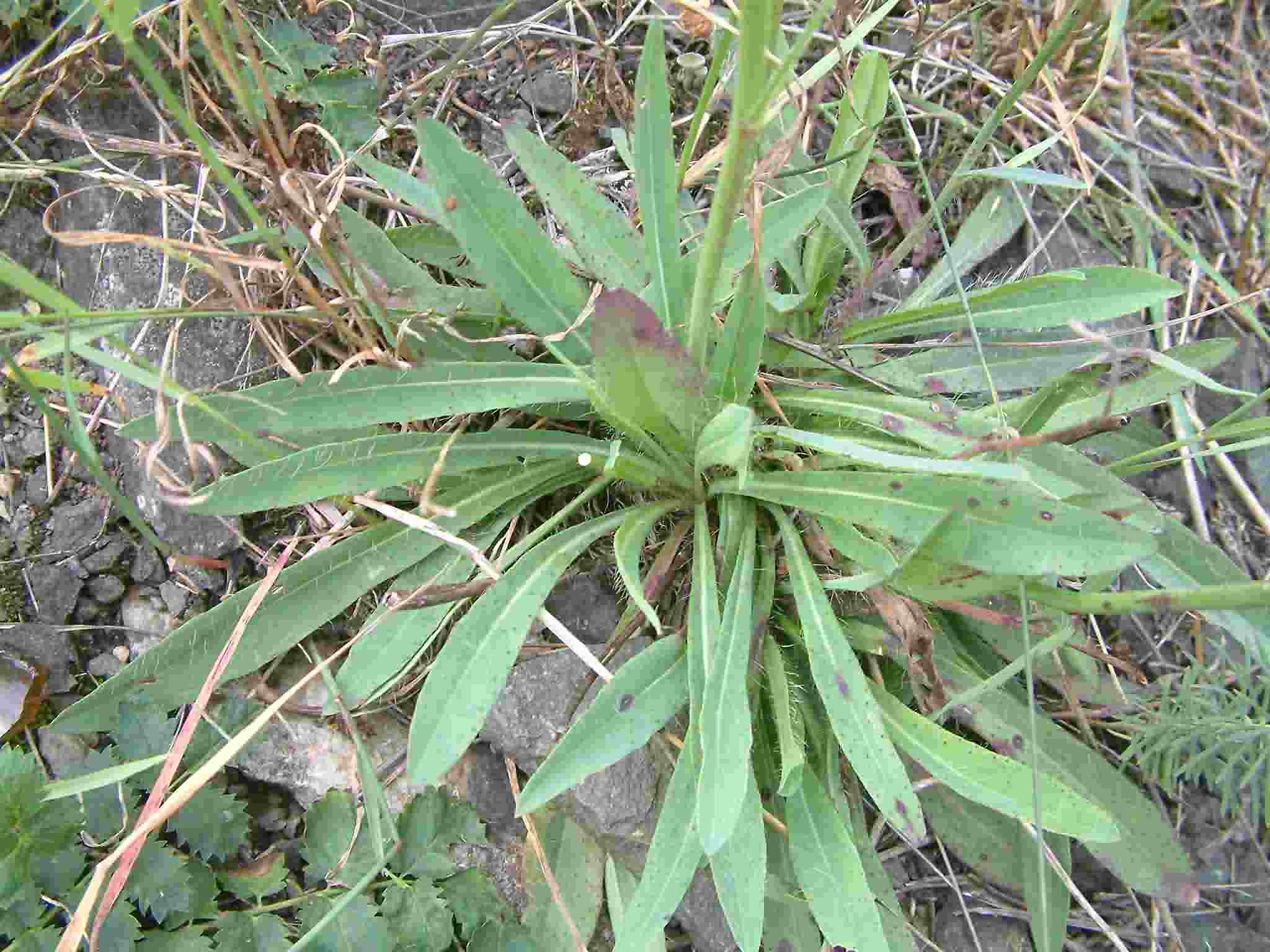 Hieracium piloselloides 2