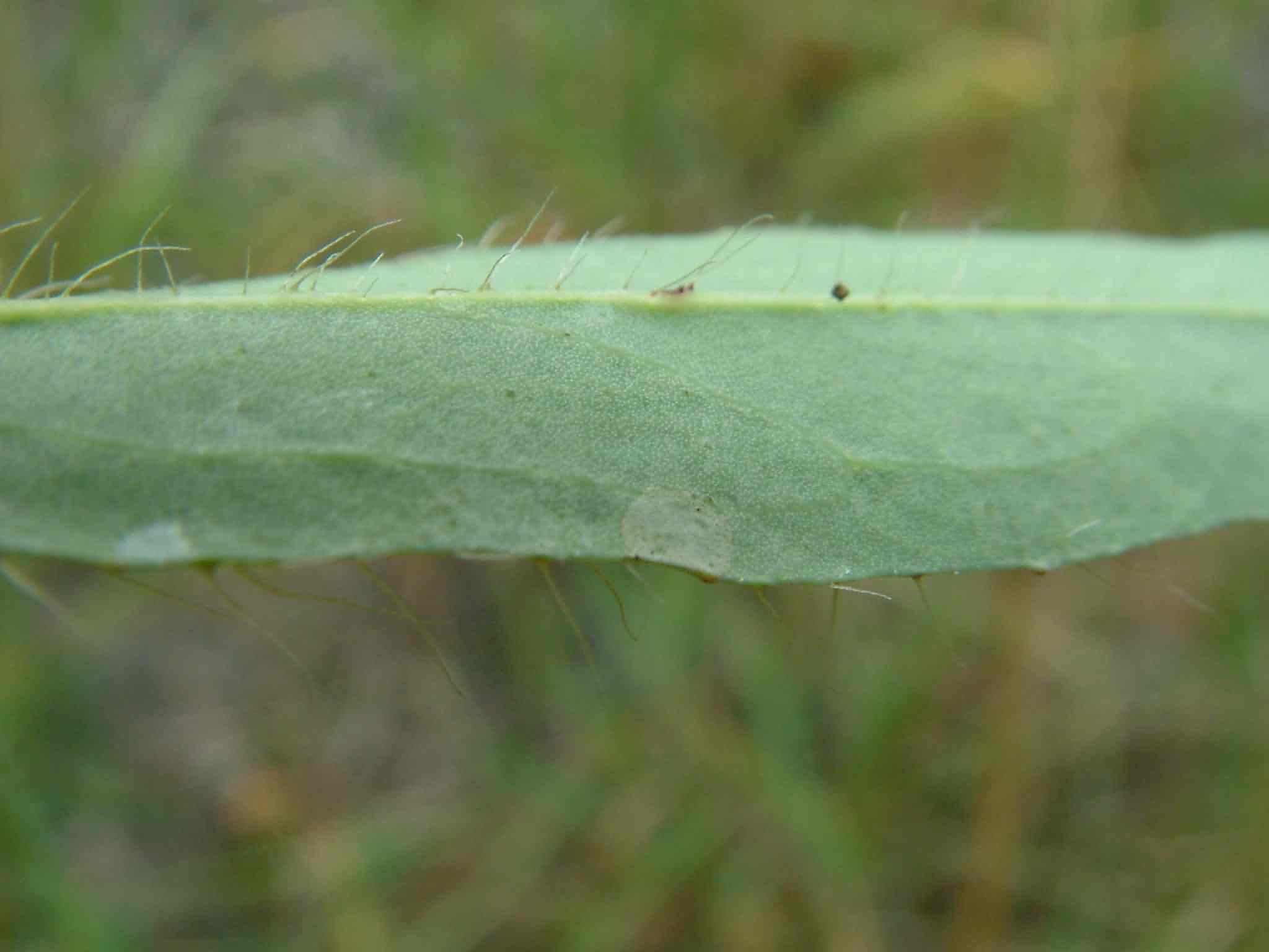 Hieracium piloselloides 3