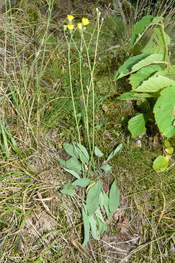 Hieracium schmidtii 1