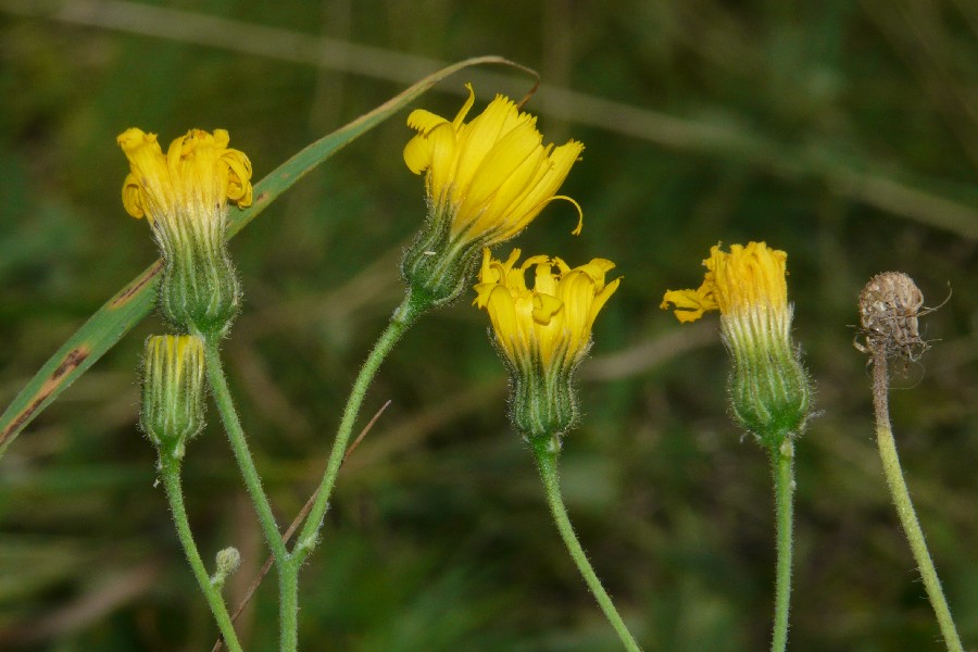 Hieracium schmidtii 2