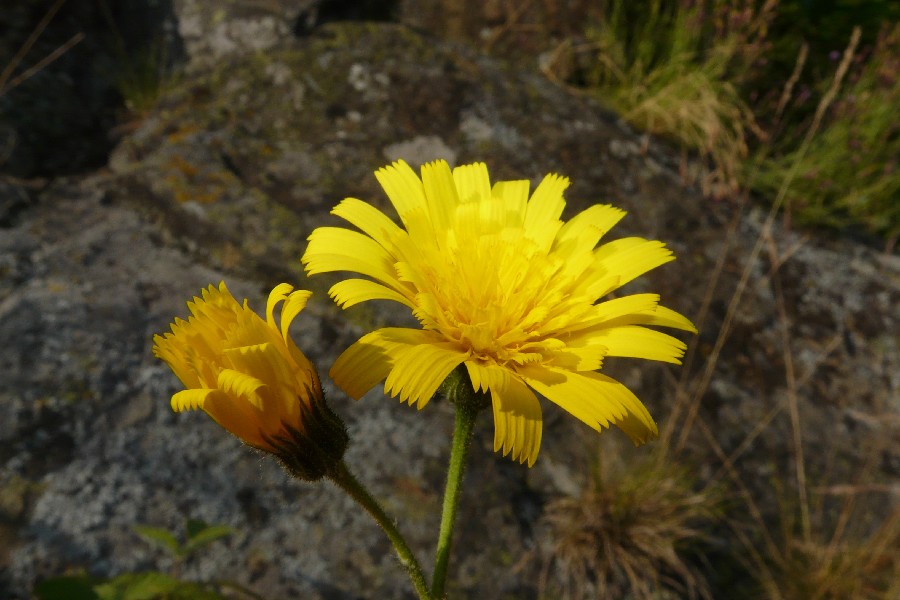 Hieracium schmidtii 4