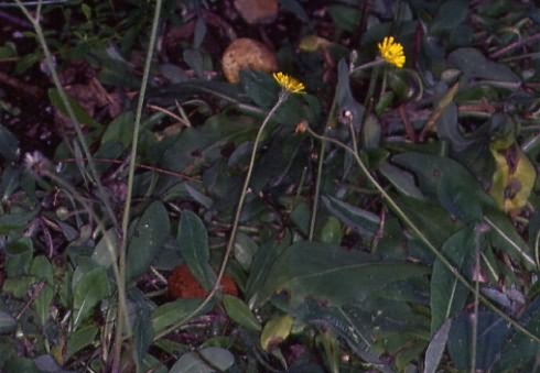 Hieracium schultesii 1