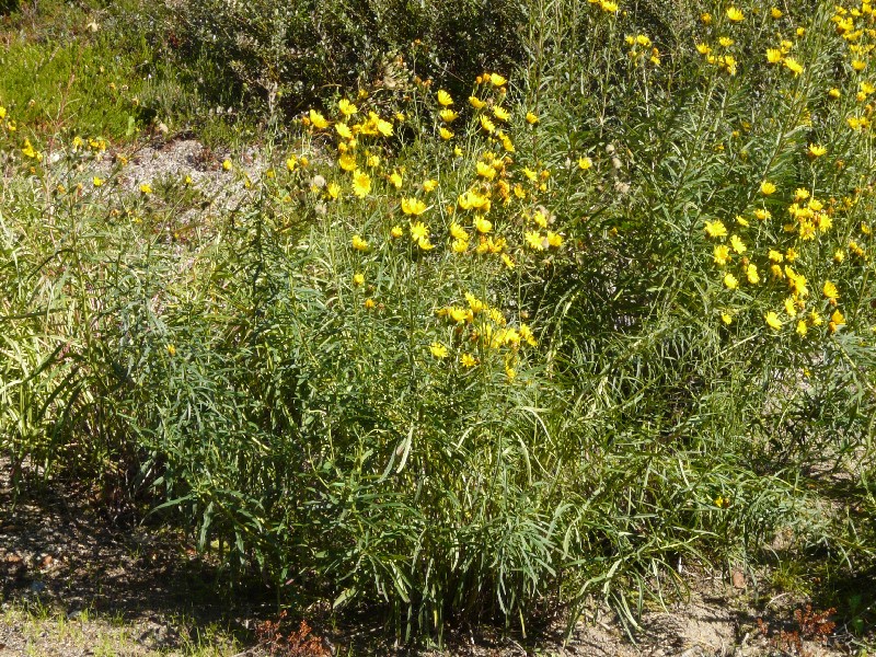 Hieracium umbellatum 1