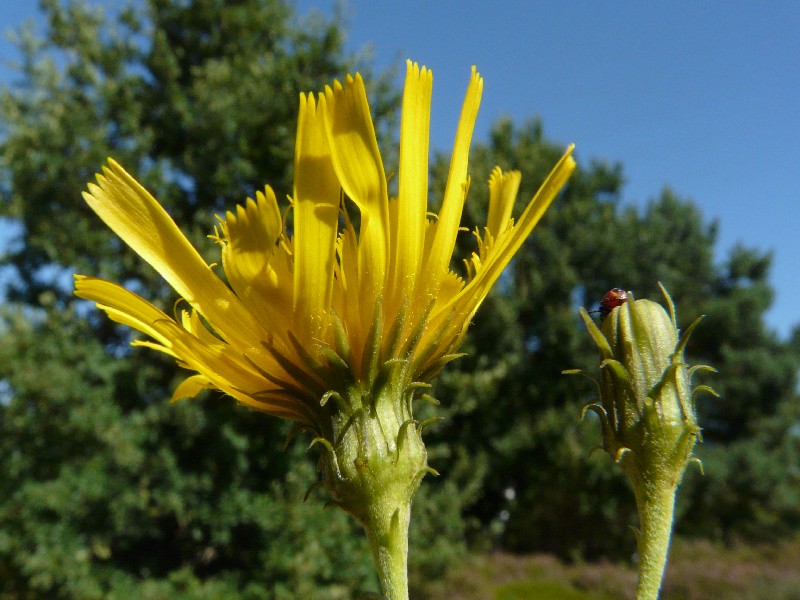 Hieracium umbellatum 2