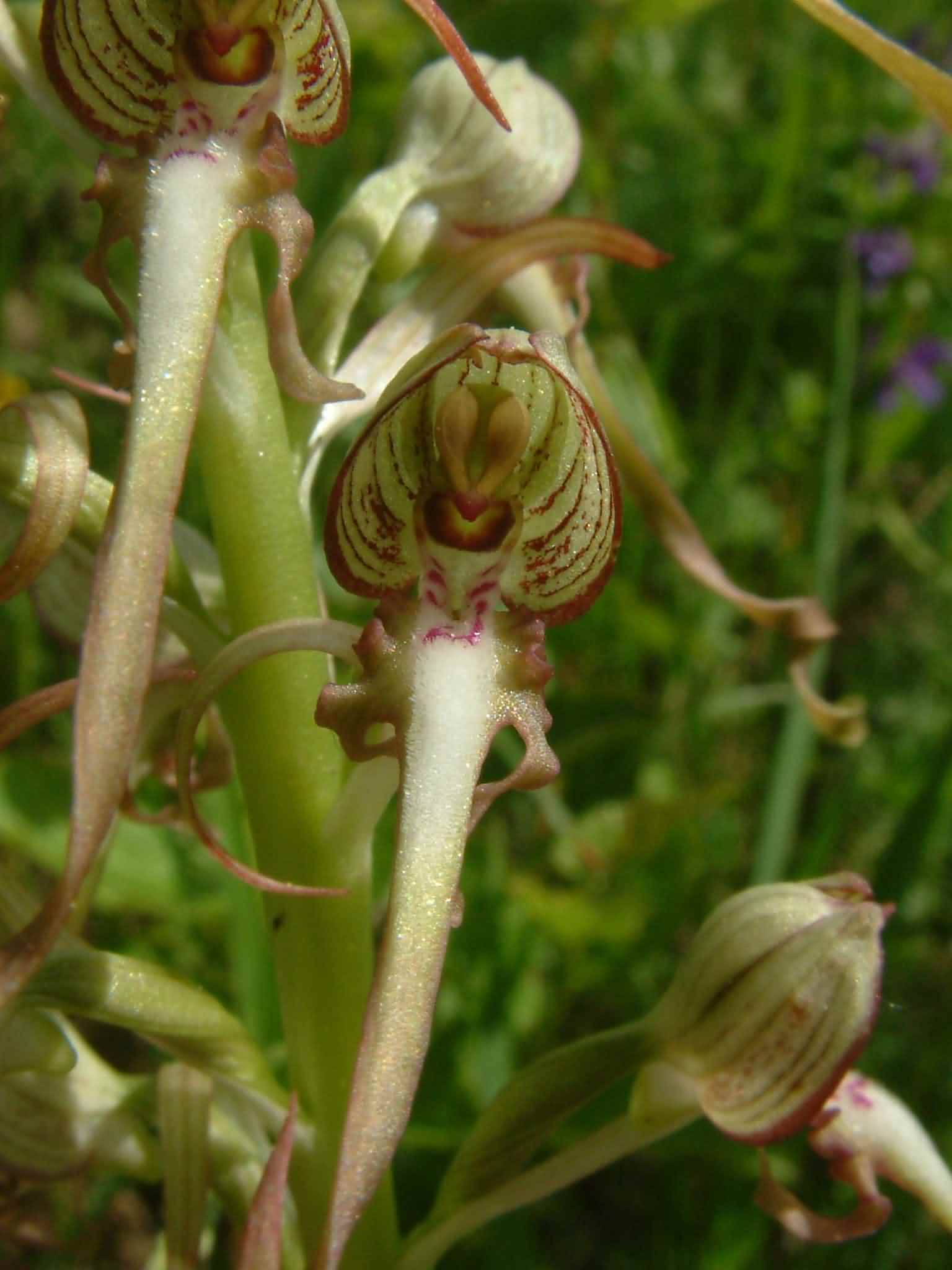 Himantoglossum hircinum 2