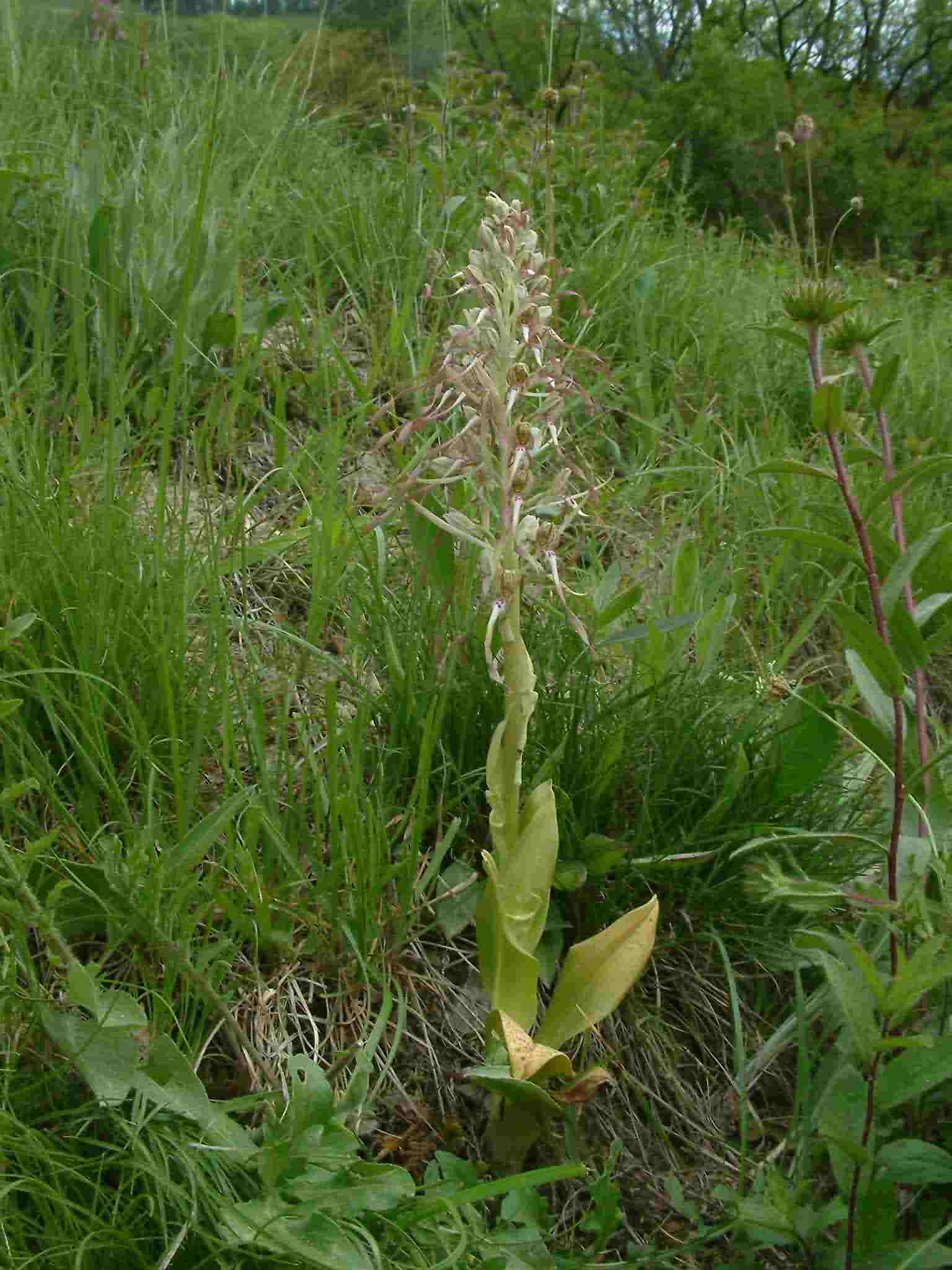 Himantoglossum hircinum 1