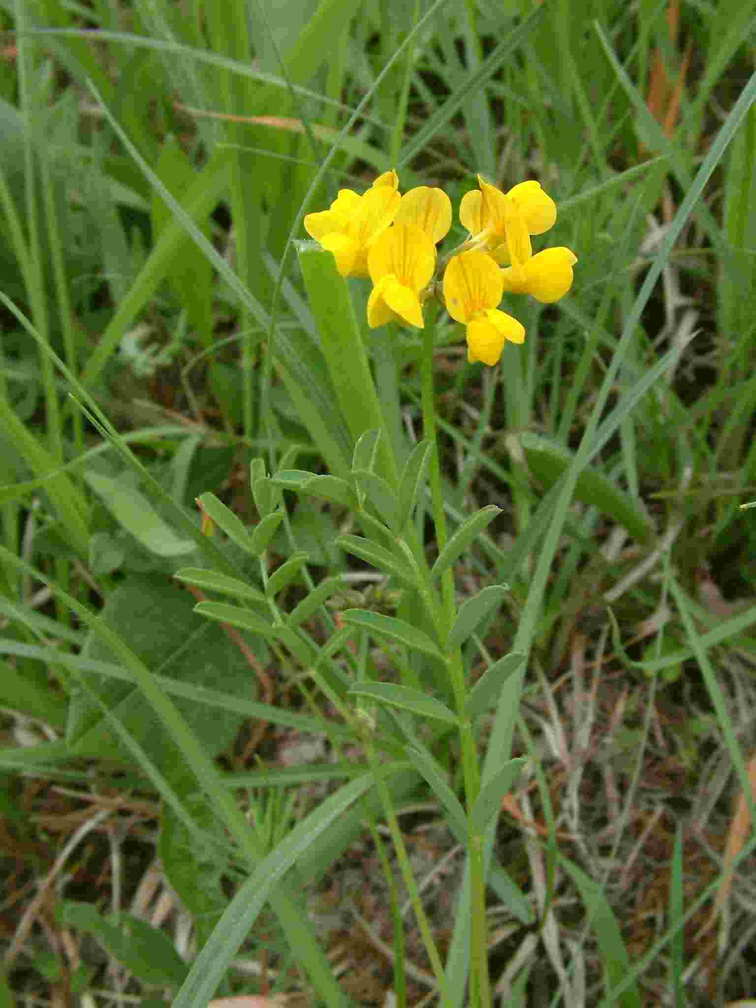 Hippocrepis comosa 1