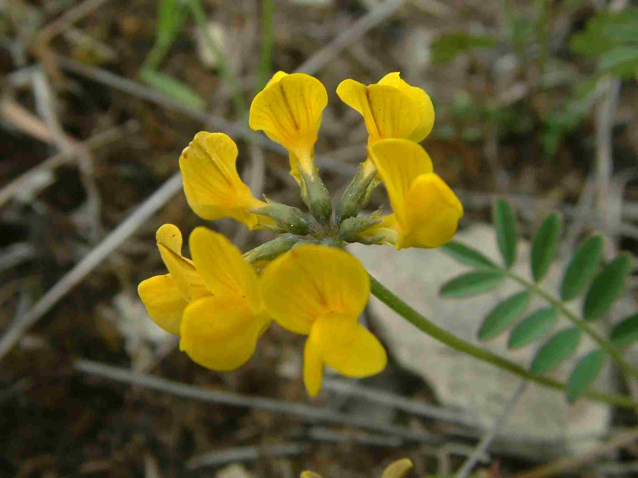 Hippocrepis comosa 2