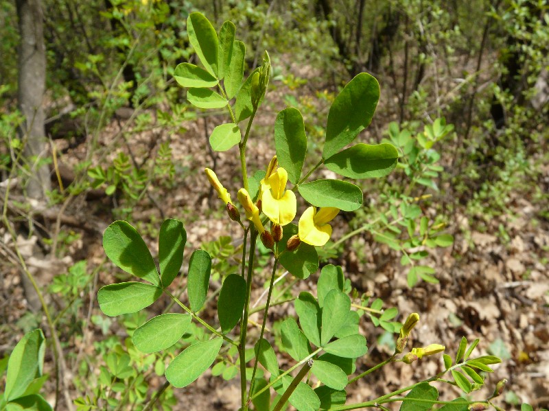 Hippocrepis emerus 2