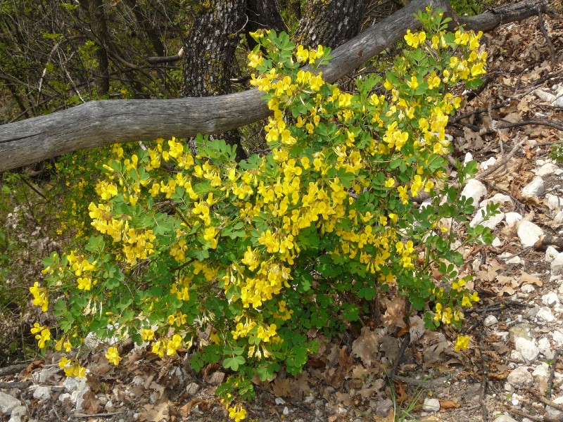 Hippocrepis emerus 1