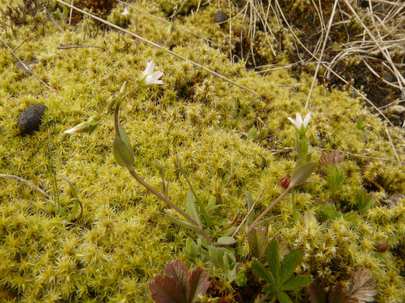 Holosteum umbellatum 1