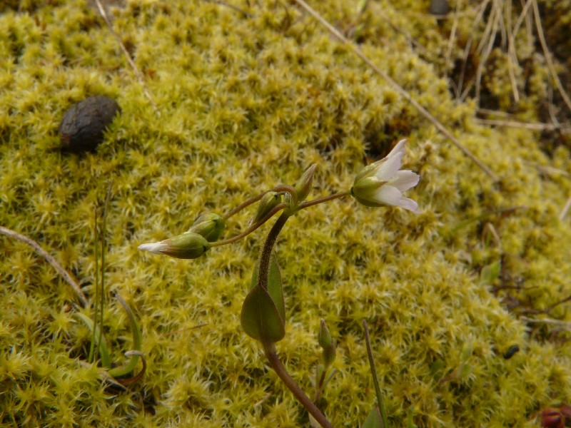 Holosteum umbellatum 2