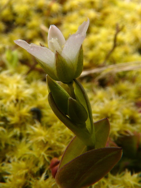 Holosteum umbellatum 3