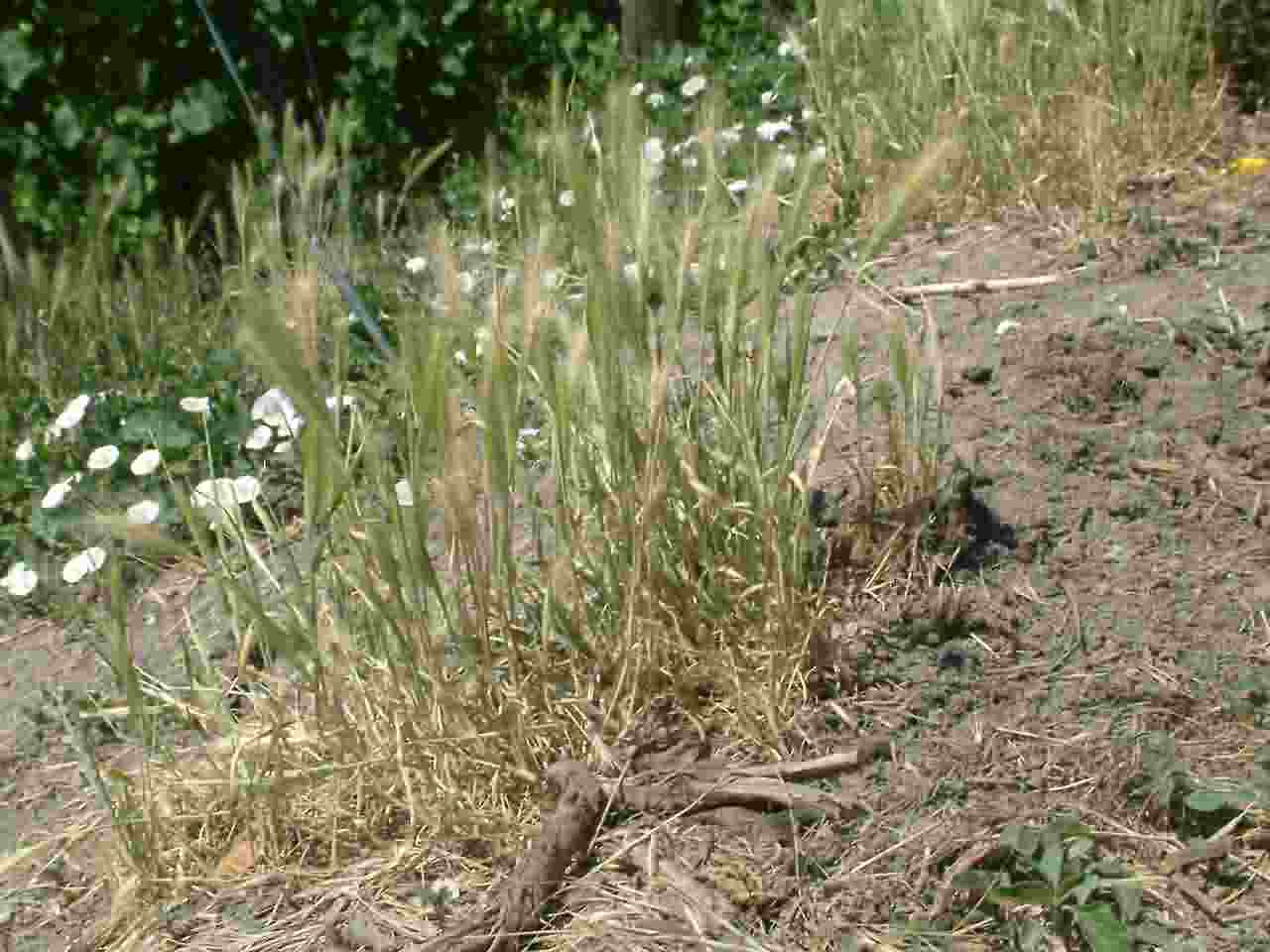 Hordeum murinum 1