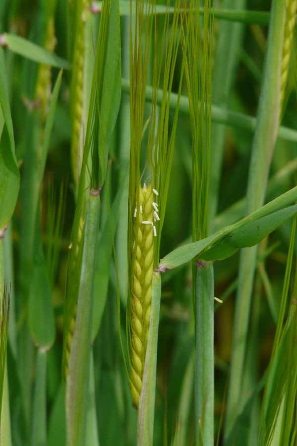 Hordeum vulgare