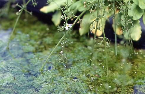 Hottonia palustris 1