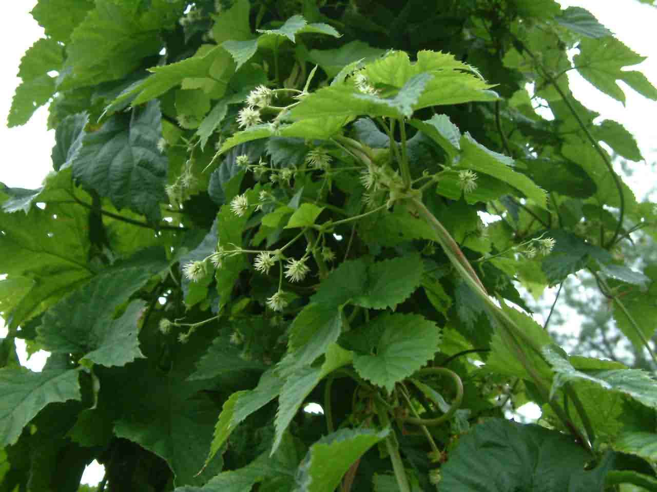 Humulus lupulus 1