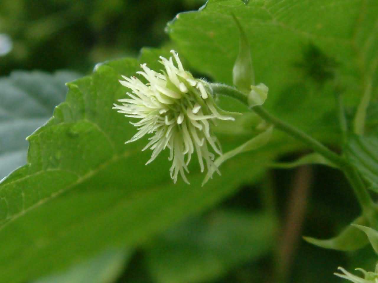 Humulus lupulus 2