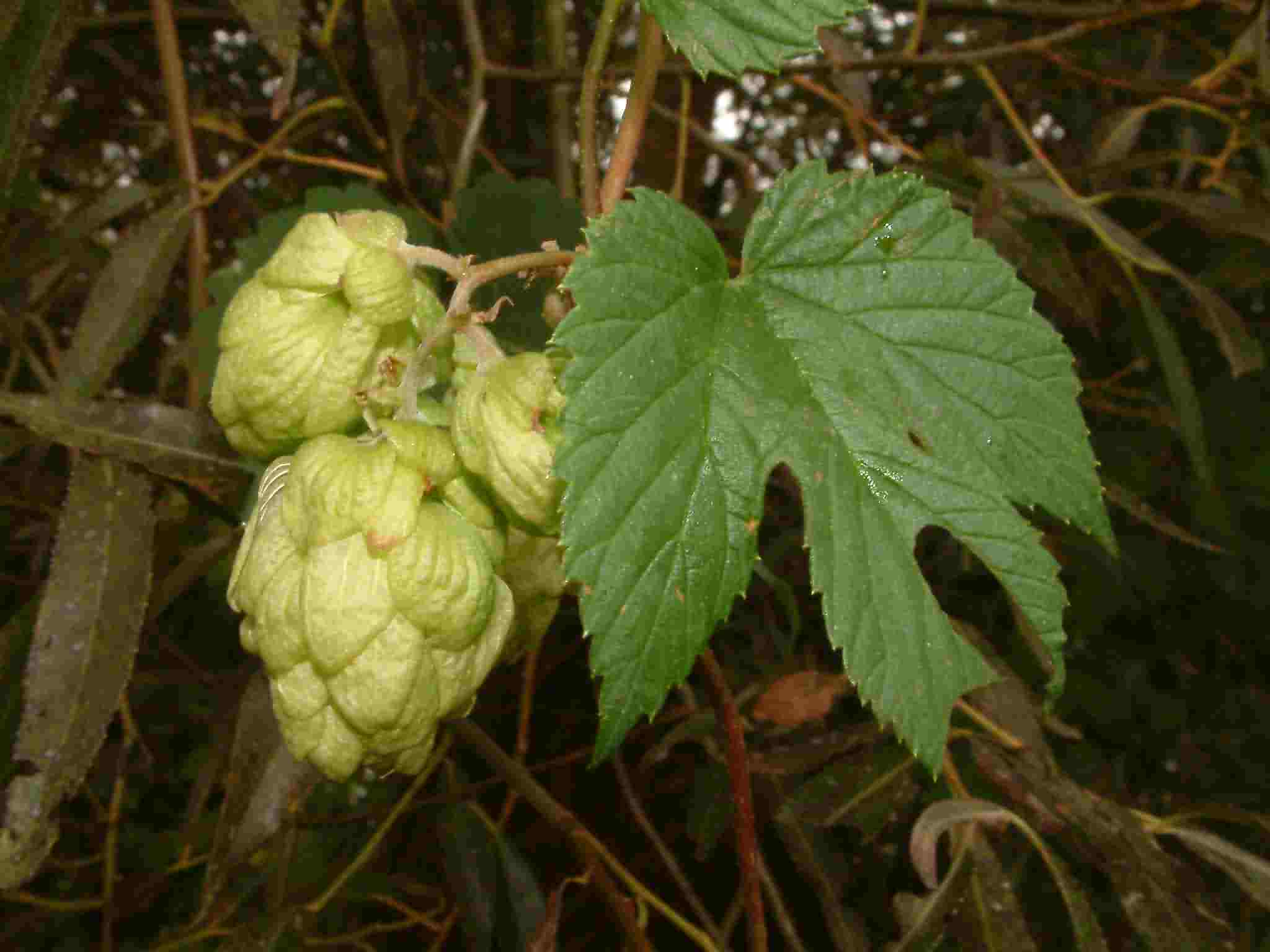 Humulus lupulus 5