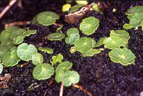 Hydrocotyle vulgaris 1