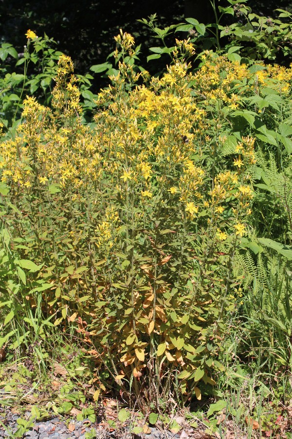 Hypericum hirsutum 1