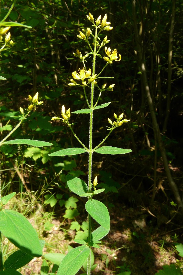 Hypericum hirsutum 2