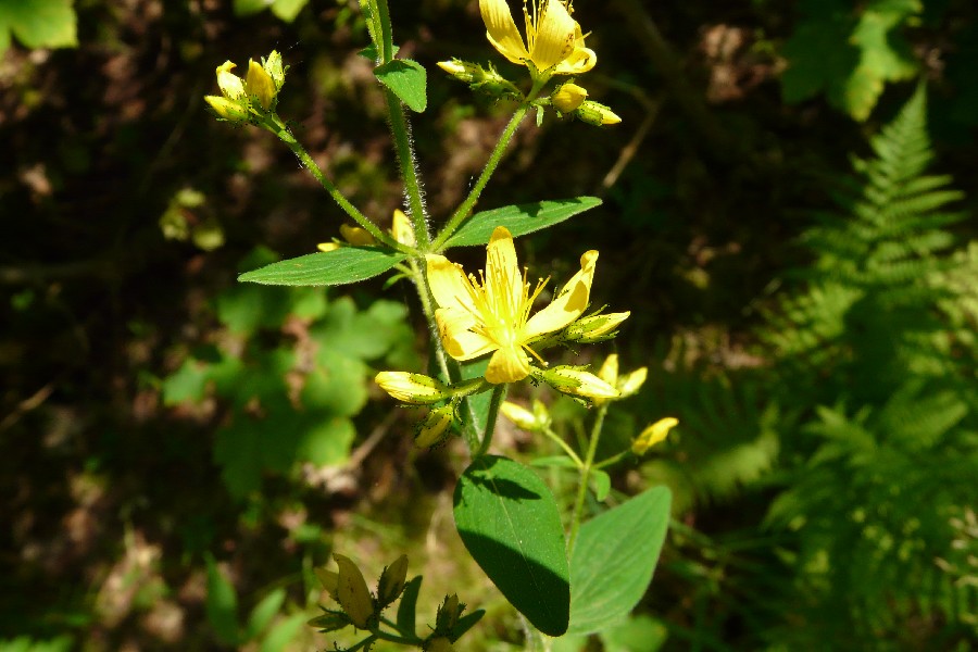 Hypericum hirsutum 3