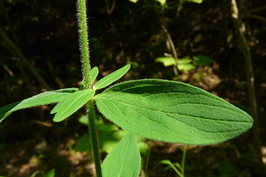 Hypericum hirsutum 4