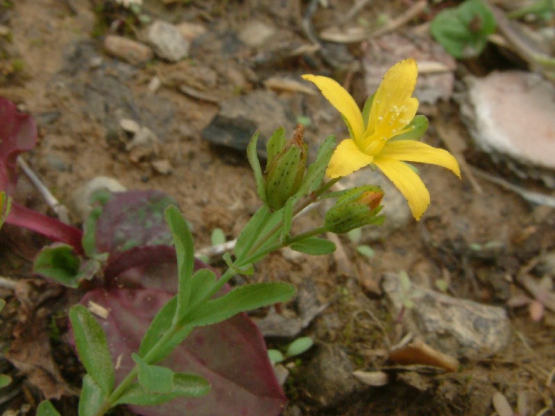 Hypericum humifusum 2