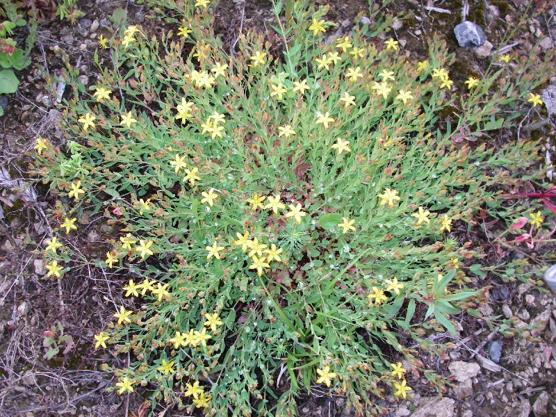 Hypericum humifusum 1