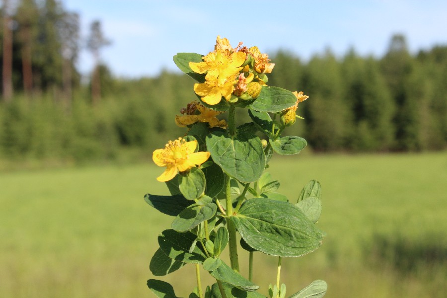 Hypericum maculatum 1