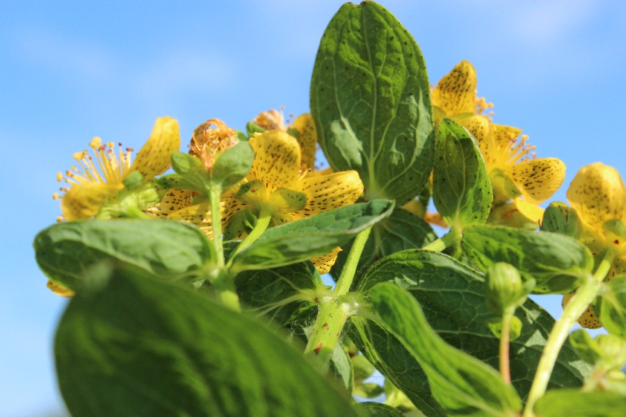 Hypericum maculatum 2