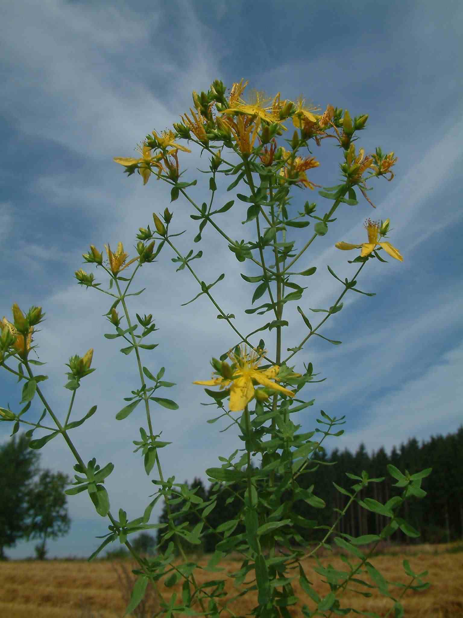 Hypericum perforatum 1