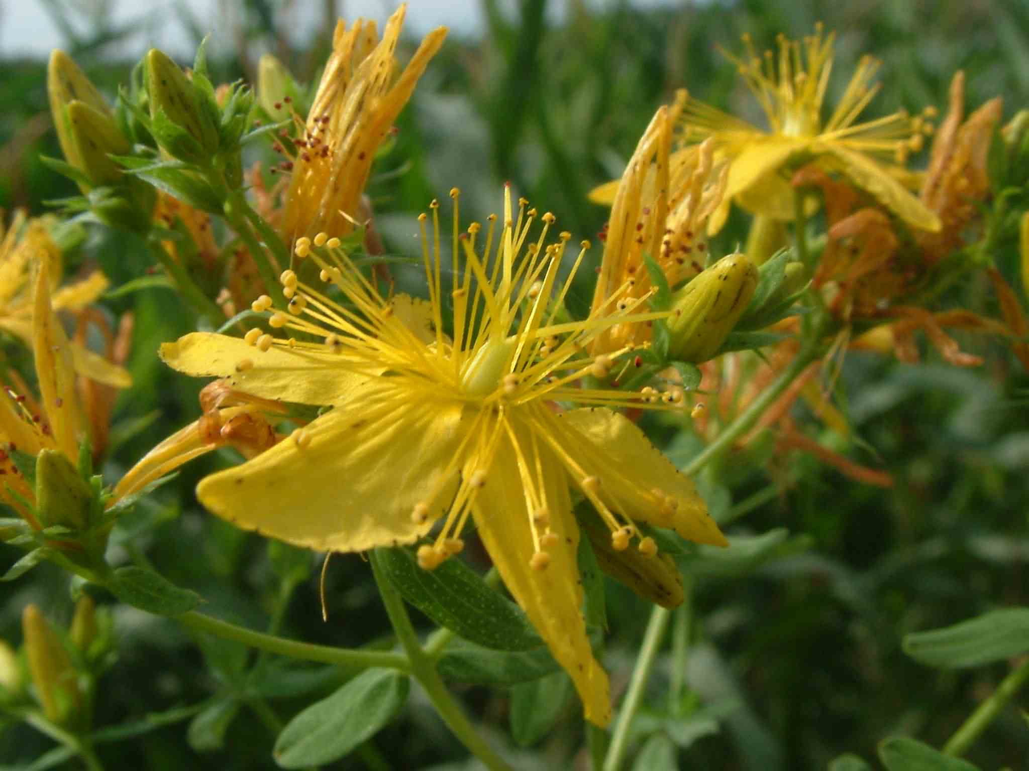 Hypericum perforatum 2