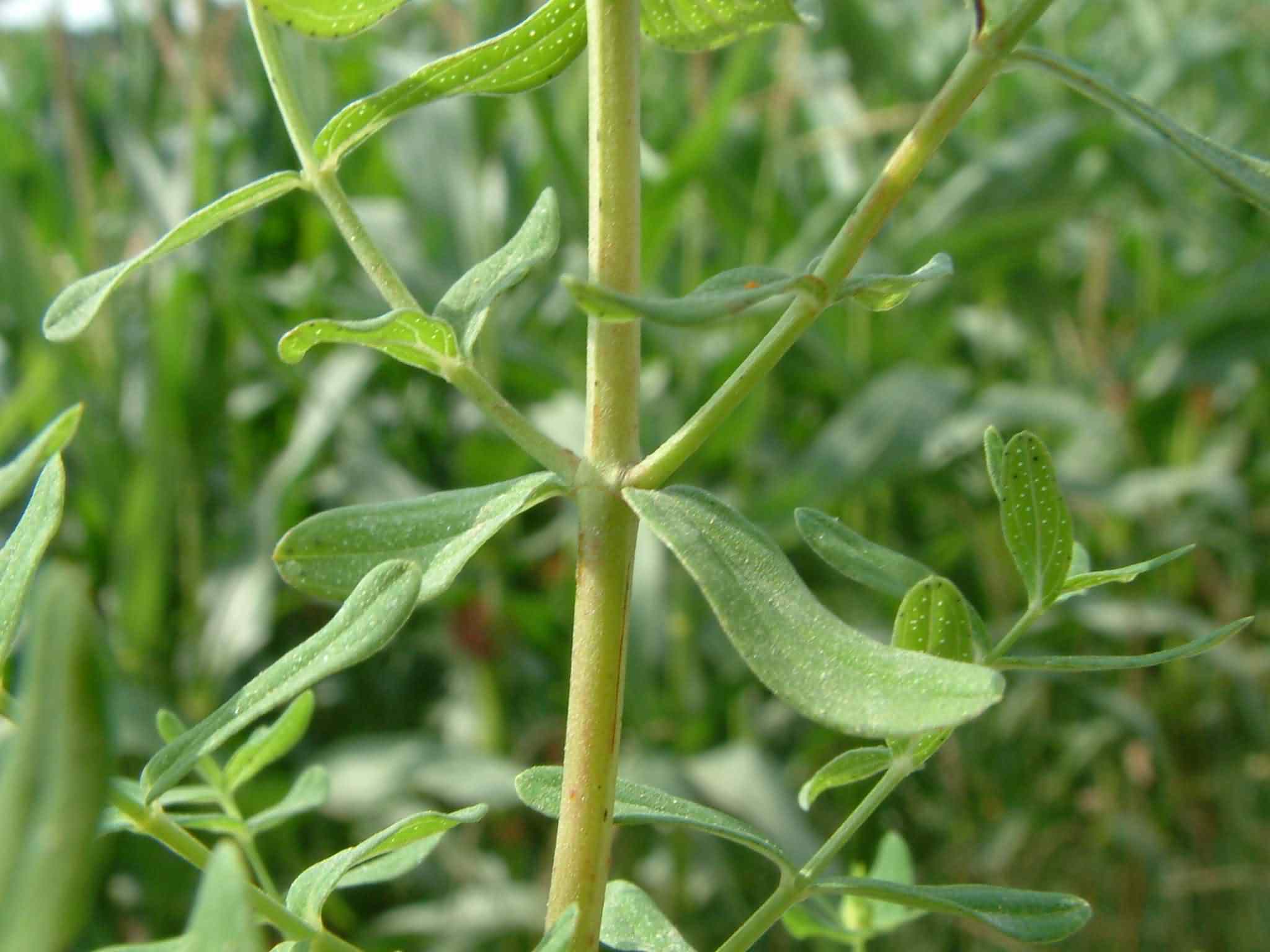 Hypericum perforatum  4