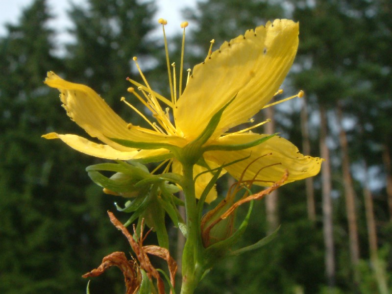 Hypericum perforatum 3