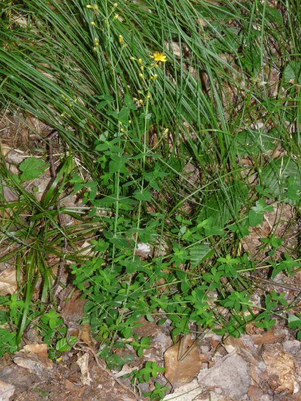 Hypericum pulchrum 1