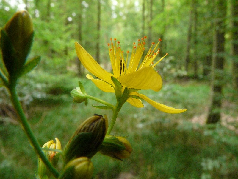 Hypericum pulchrum 2