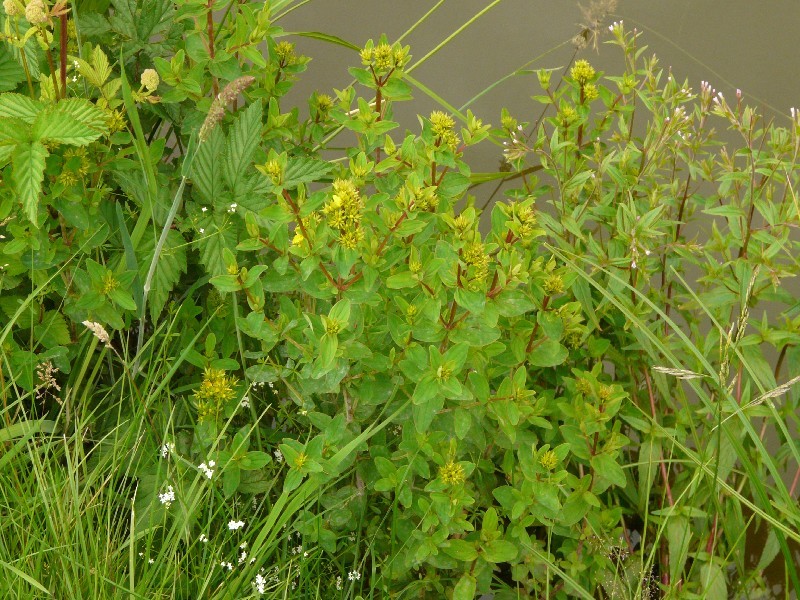 Hypericum tetrapterum