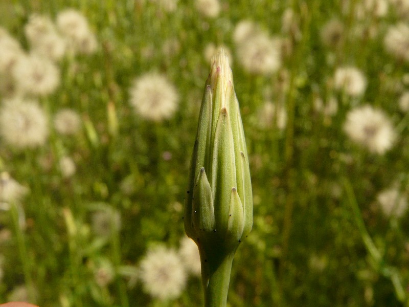 Hypochaeris glabra 3