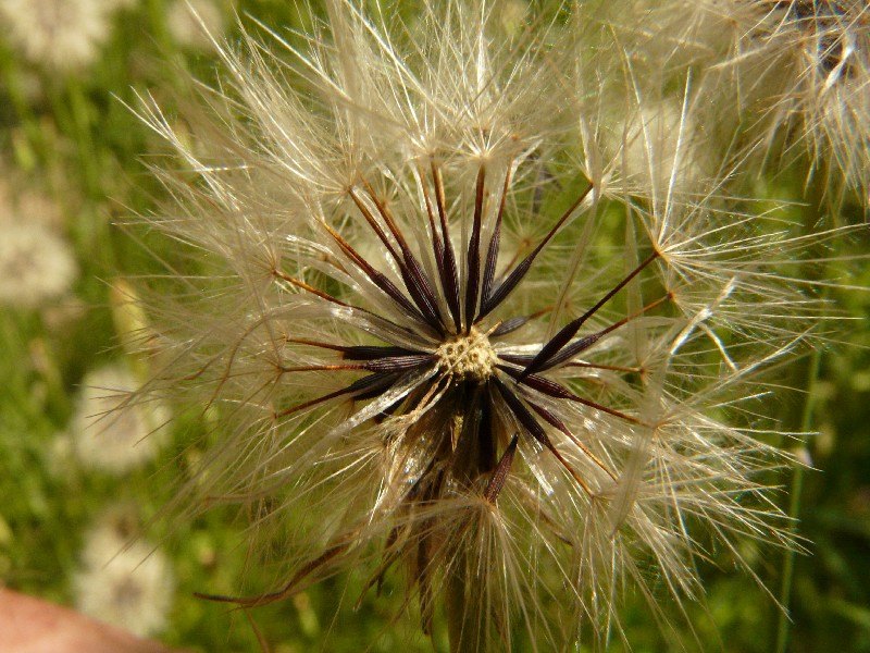 Hypochaeris glabra 4