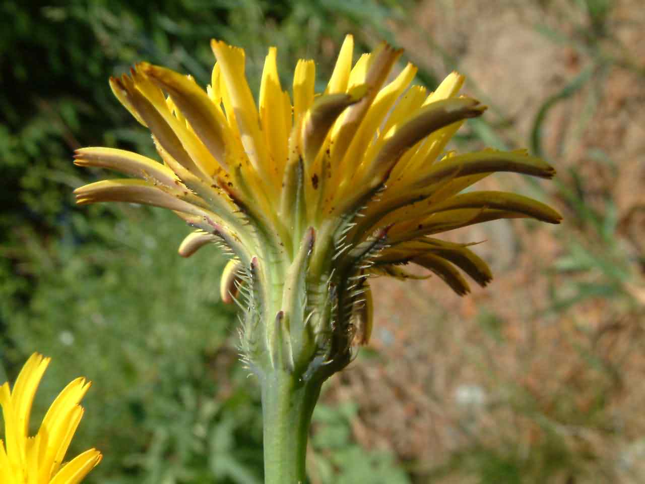 Hypochoeris radicata 2