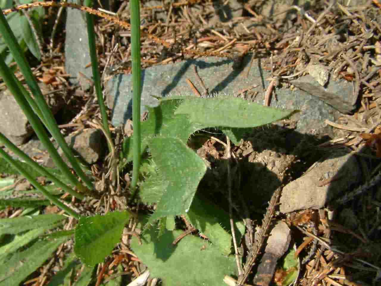 Hypochoeris radicata 4